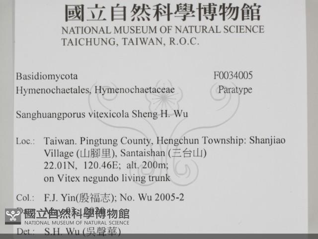 黃荊桑黃藏品圖，第2張