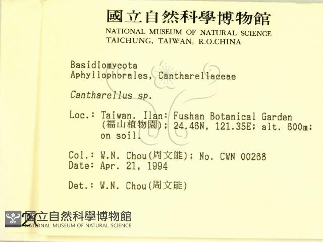 雞油菌屬藏品圖，第2張