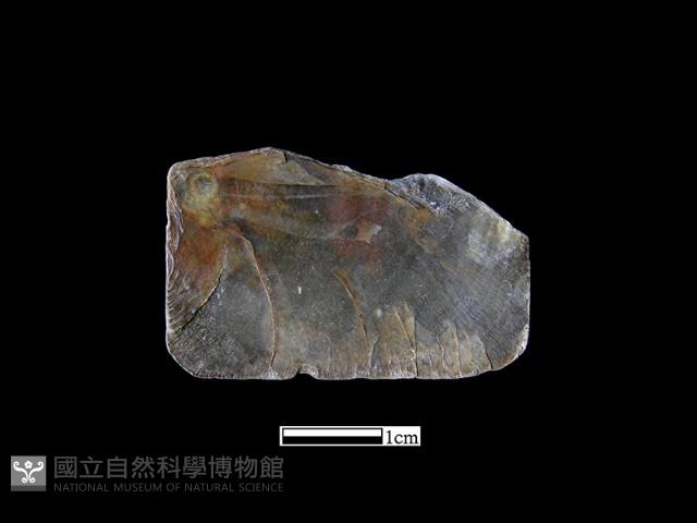 貝片藏品圖，第2張