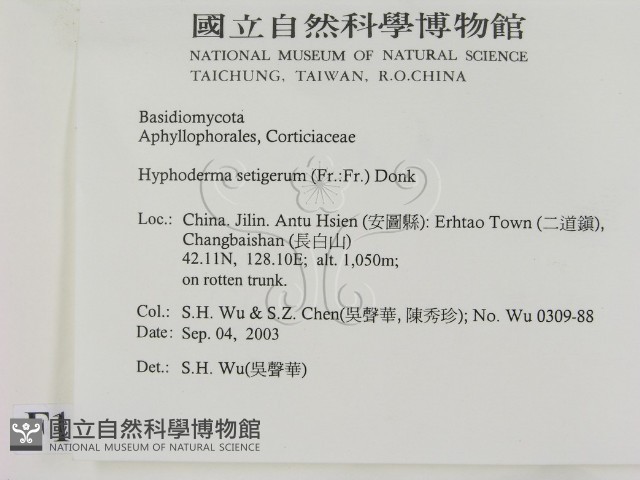 剛毛絲皮菌藏品圖，第2張