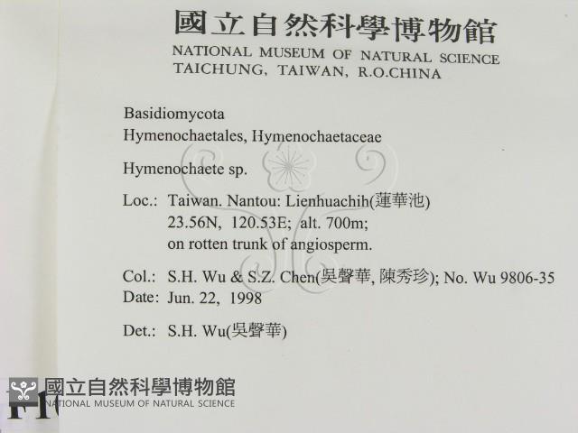 刺革菌屬藏品圖，第2張