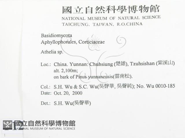 阿太菌屬藏品圖，第2張
