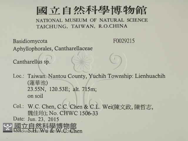 雞油菌屬藏品圖，第2張