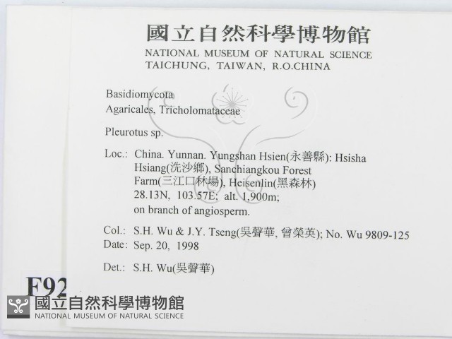 側耳屬藏品圖，第2張