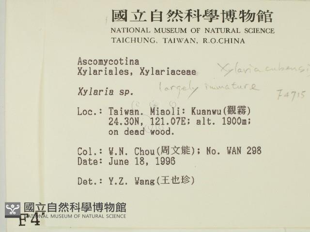 炭角菌屬藏品圖，第2張