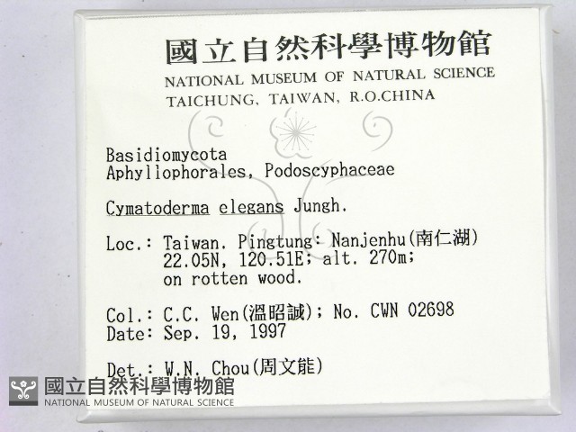 優雅波邊革菌藏品圖，第2張