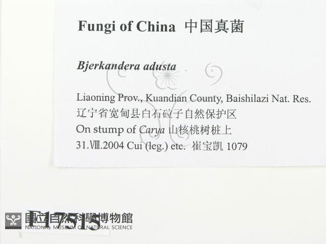 煙管菌藏品圖，第2張