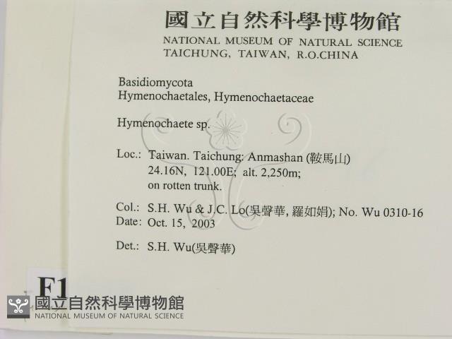 刺革菌屬藏品圖，第2張