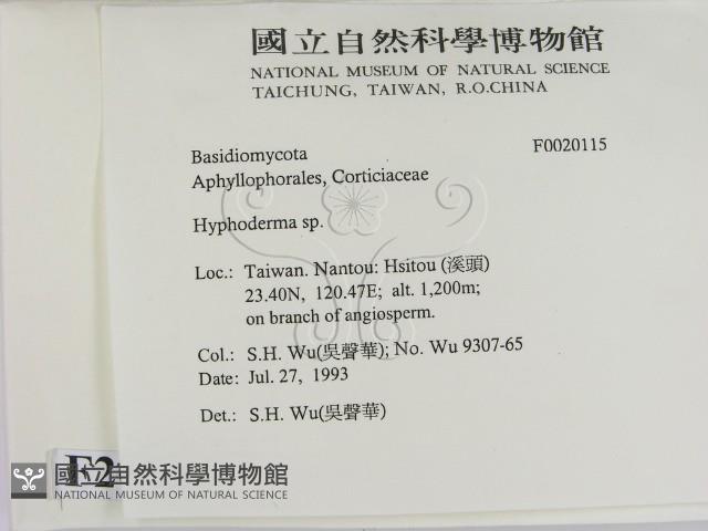 絲皮菌屬藏品圖，第2張