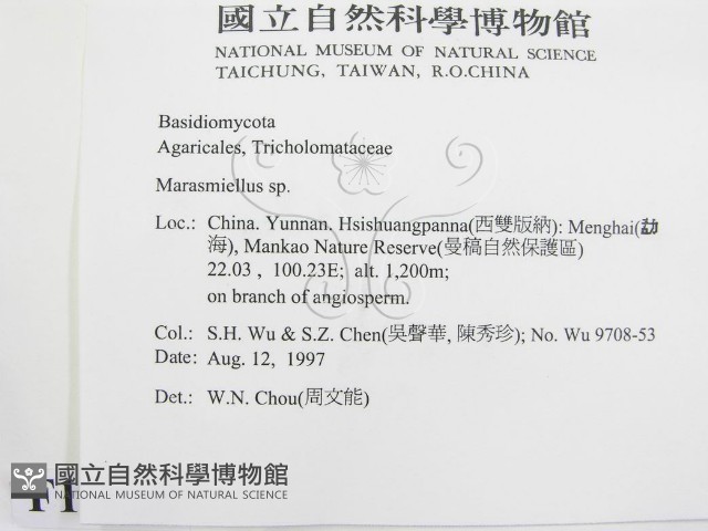 微皮傘屬藏品圖，第2張