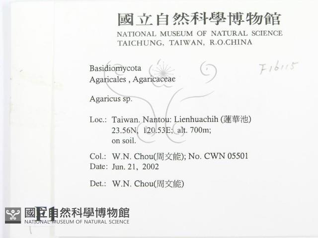 傘菌屬藏品圖，第2張