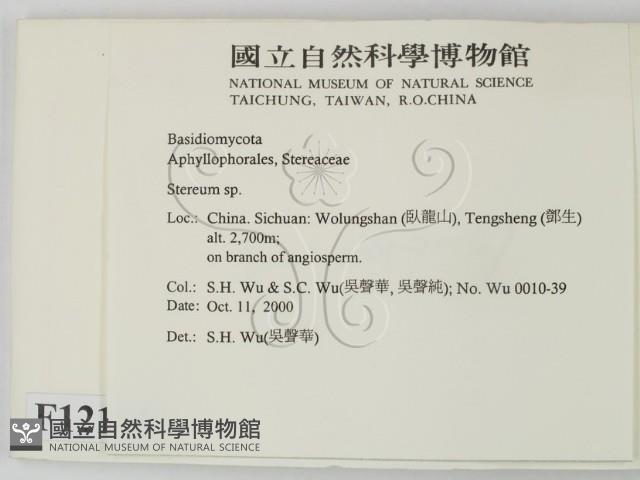 韌革菌屬藏品圖，第2張