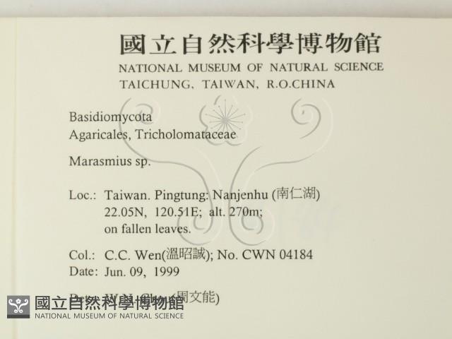 小皮傘屬藏品圖，第2張