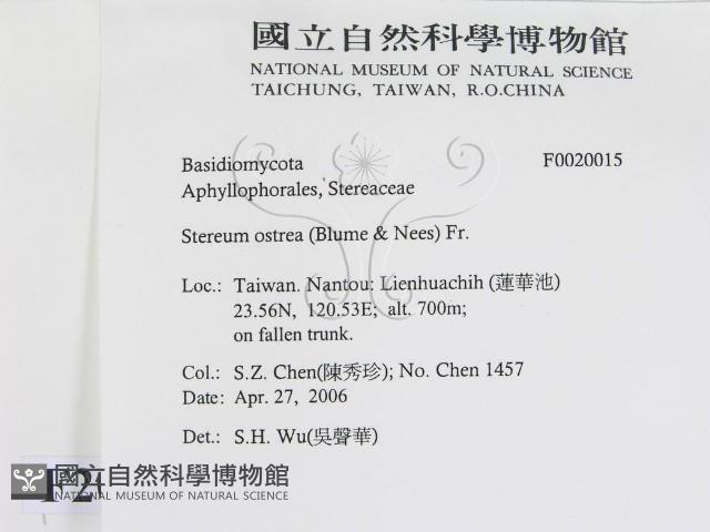 蠔韌革菌藏品圖，第2張