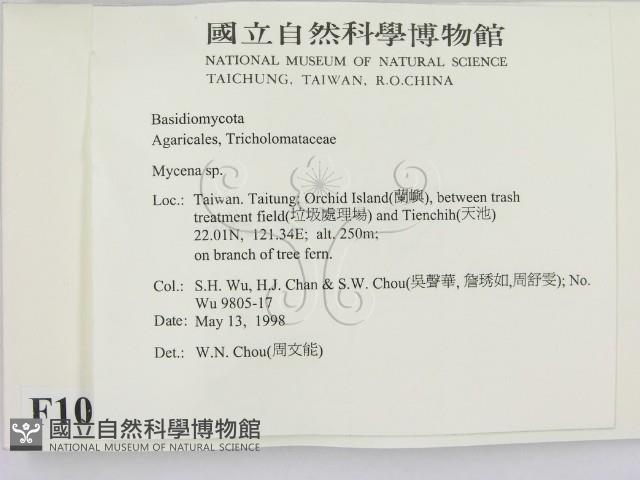 小菇屬藏品圖，第2張