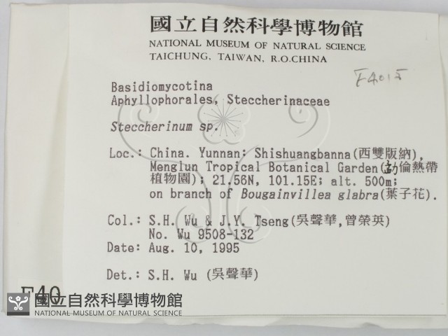 齒耳菌屬藏品圖，第2張