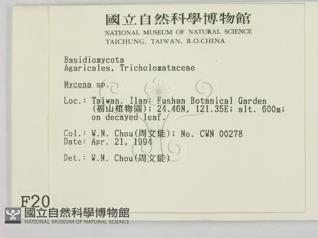 小菇屬藏品圖，第2張