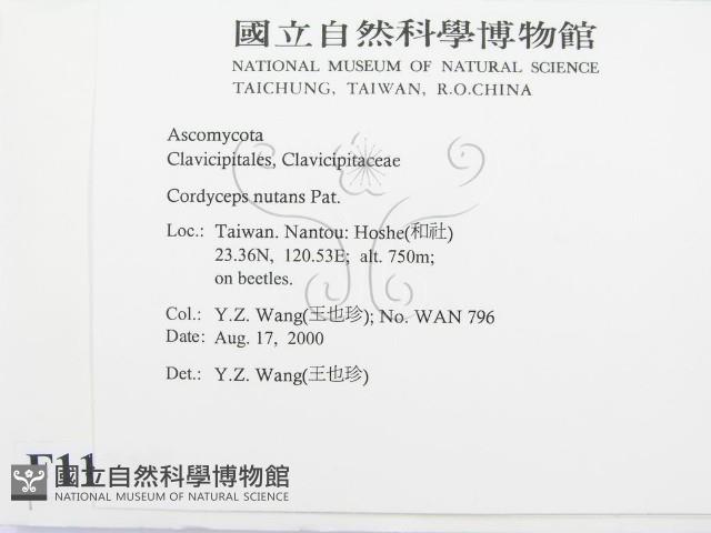 登錄號:F0011315藏品圖，第2張