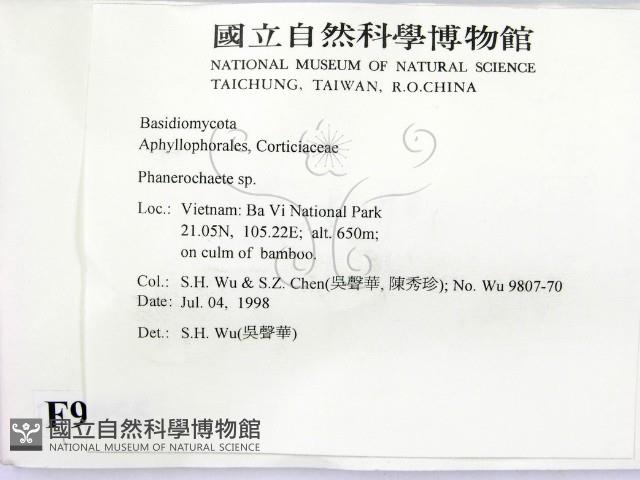 顯絲菌屬藏品圖，第2張