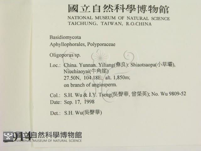 寡孔菌屬藏品圖，第2張