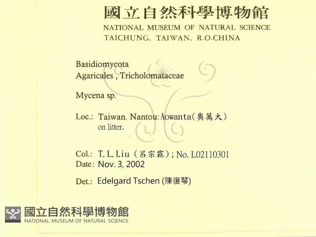 小菇屬藏品圖，第2張