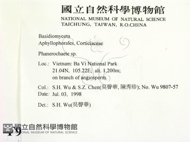 顯絲菌屬藏品圖，第2張