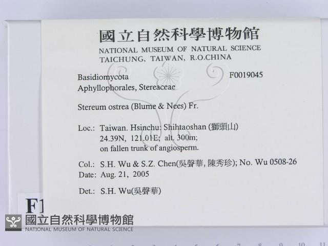 蠔韌革菌藏品圖，第2張