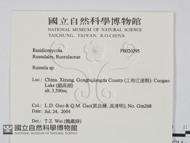 紅菇屬藏品圖，第2張