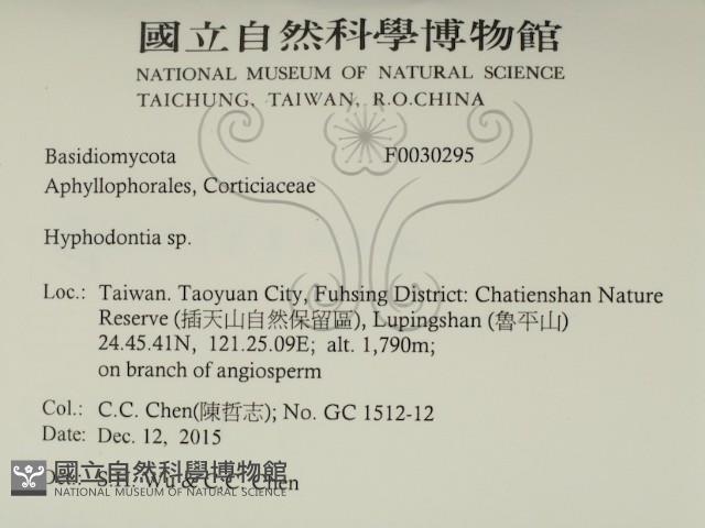 絲齒菌屬藏品圖，第2張