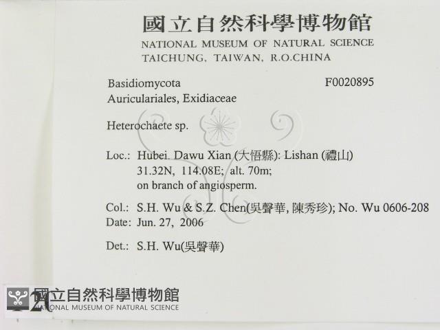 刺皮菌屬藏品圖，第2張