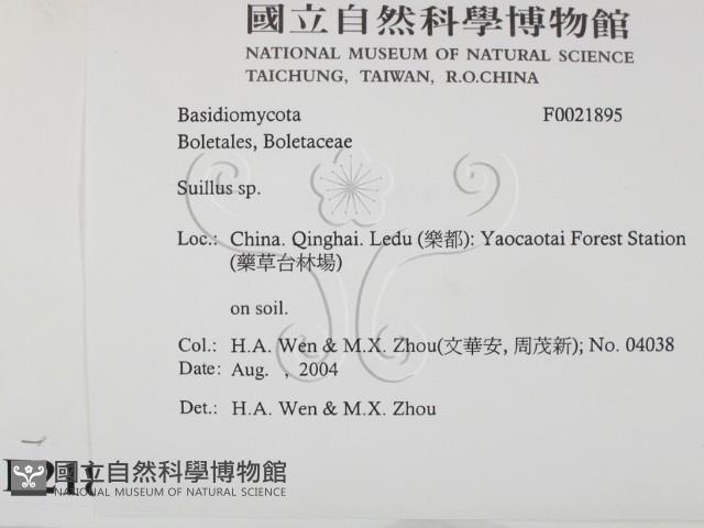 登錄號:F0021895藏品圖，第2張
