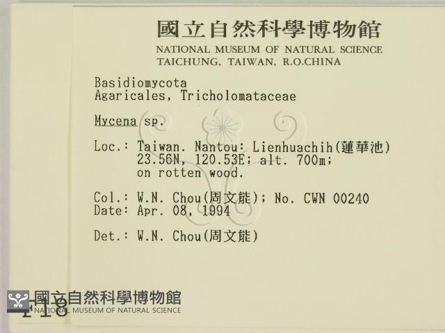 小菇屬藏品圖，第2張