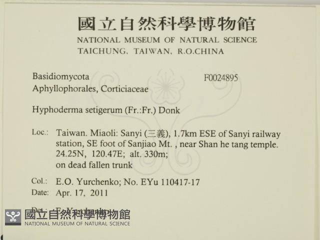剛毛絲皮菌藏品圖，第2張