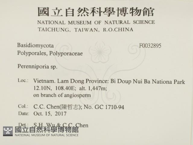 多年臥孔菌屬藏品圖，第2張