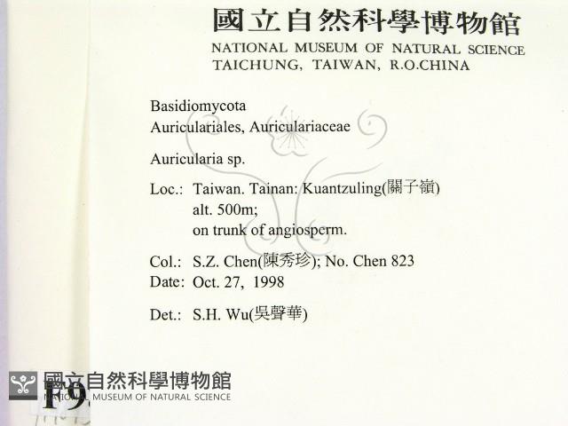 木耳屬藏品圖，第2張