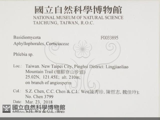 射脈菌屬藏品圖，第2張