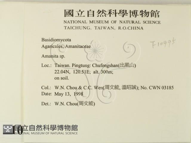 鵝膏屬藏品圖，第2張