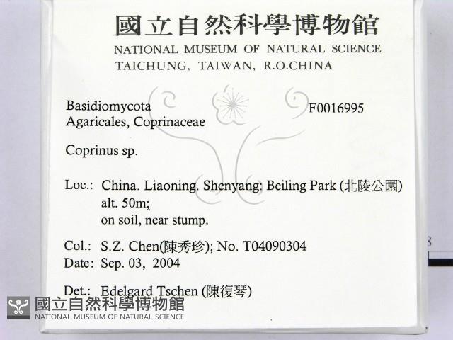 鬼傘屬藏品圖，第2張