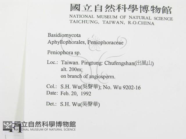 筍殼菌屬藏品圖，第2張