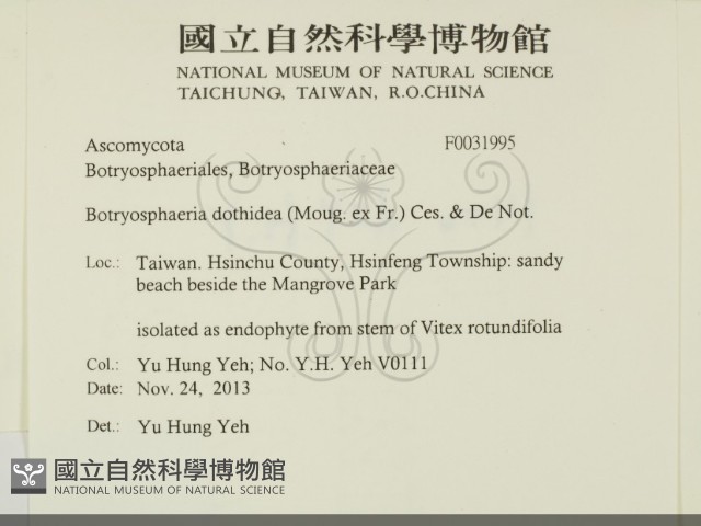 登錄號:F0031995藏品圖，第2張