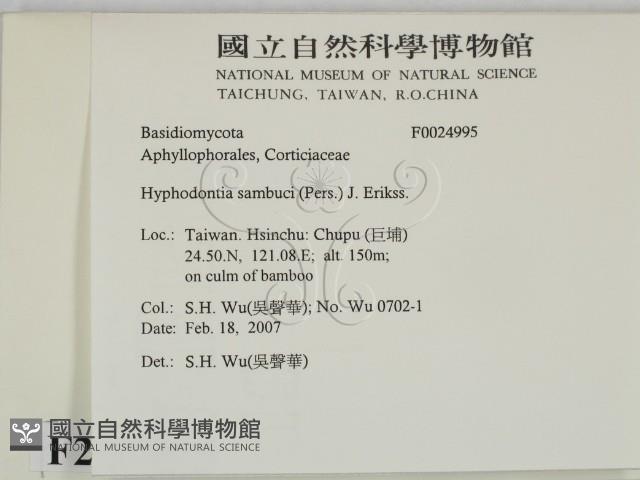 冇骨消絲齒菌藏品圖，第2張