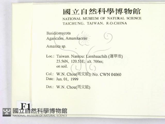 鵝膏屬藏品圖，第2張