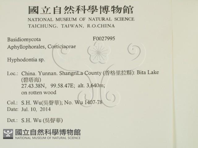 絲齒菌屬藏品圖，第2張