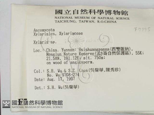 炭角菌屬藏品圖，第2張