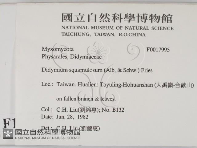 登錄號:F0017995藏品圖，第2張
