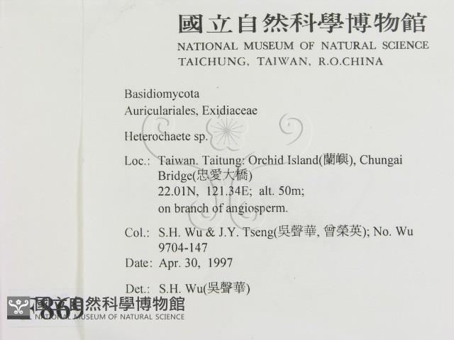 刺皮菌屬藏品圖，第2張
