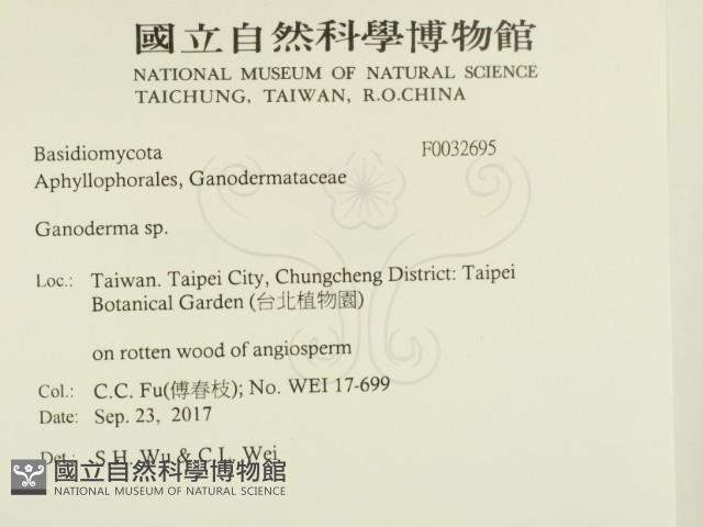 靈芝屬藏品圖，第2張