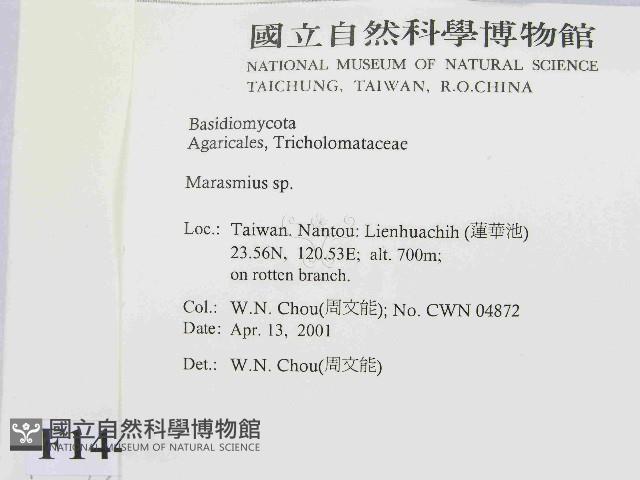 小皮傘屬藏品圖，第2張