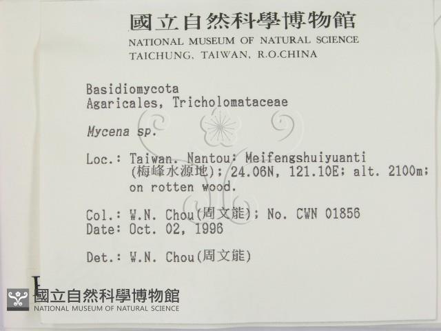 小菇屬藏品圖，第2張