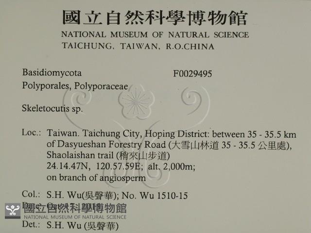 骨皮菌屬藏品圖，第2張